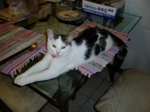 OLYMPUS DIGITAL CAMERA