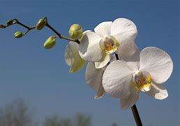 Image result for picture of orchid with white flowers
