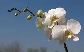 Image result for picture of orchid with white flowers