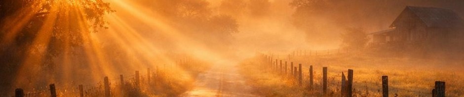 Sun shining through tree branches onto a foggy rural road with wooden fences