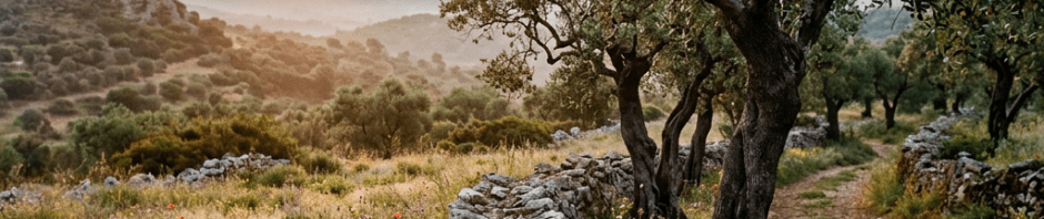 Sunset over wildflower meadow with olive trees and stone wall in countryside