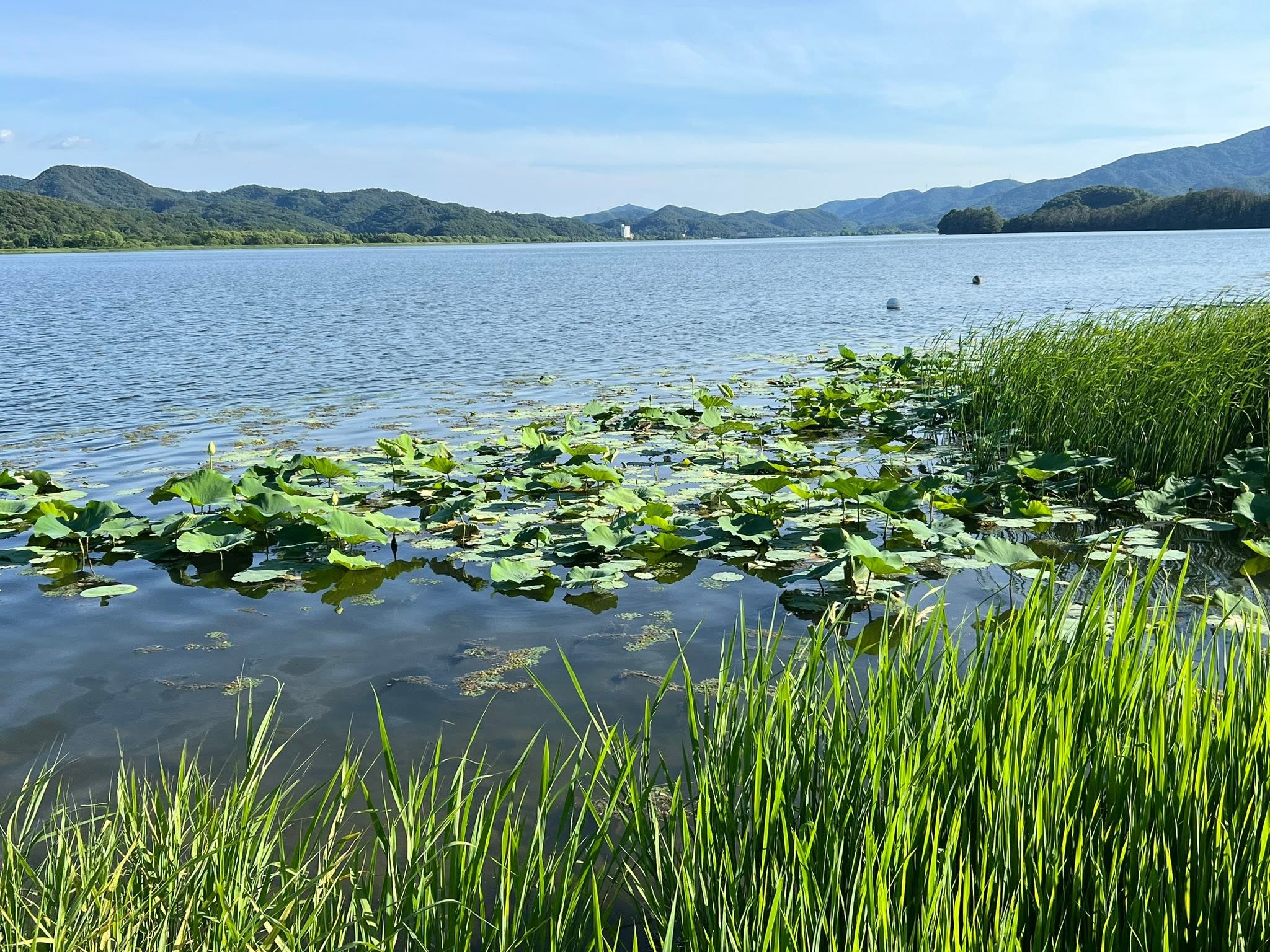 May be an image of water hyacinth and lake