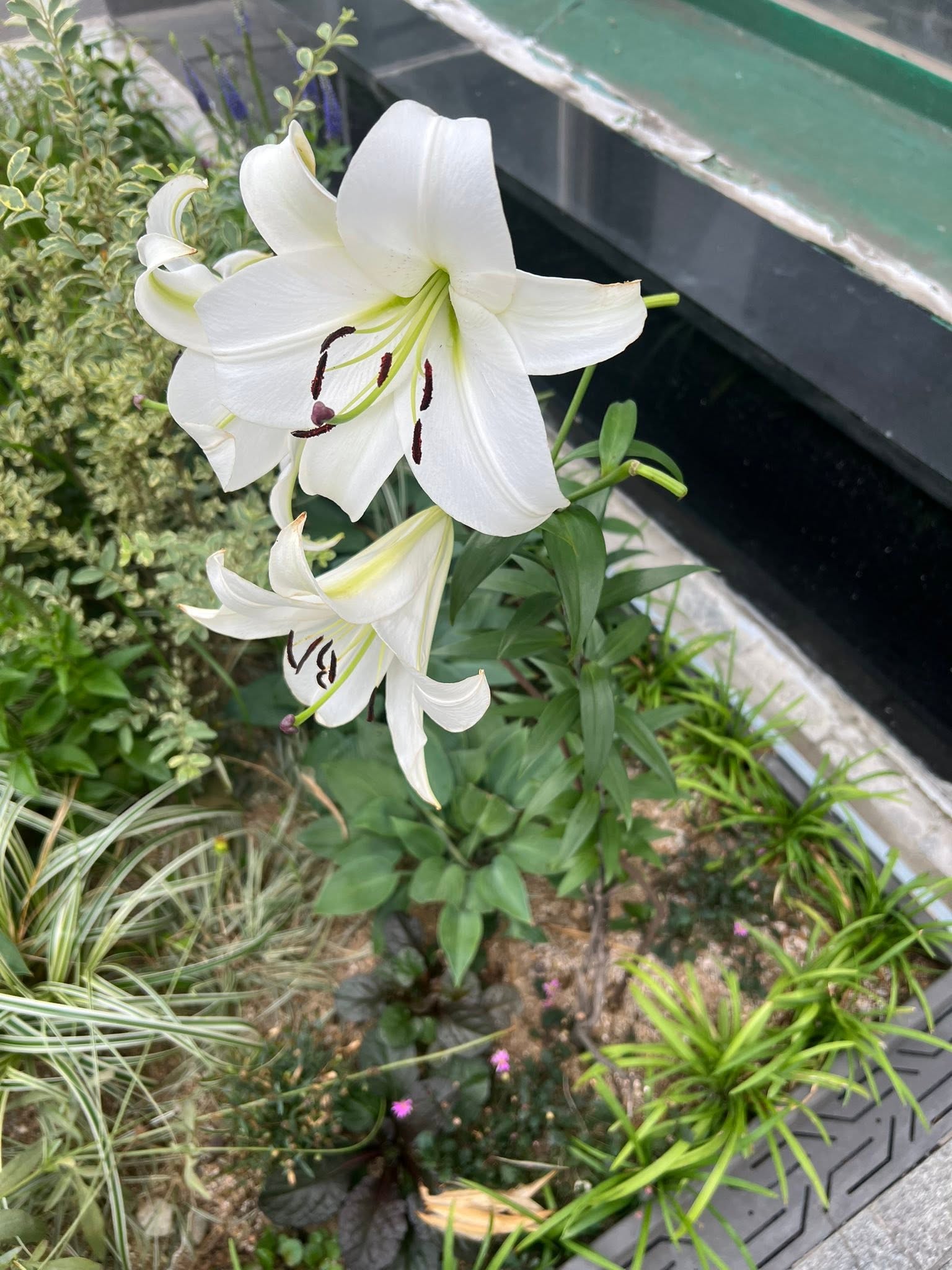 May be an image of white lily
