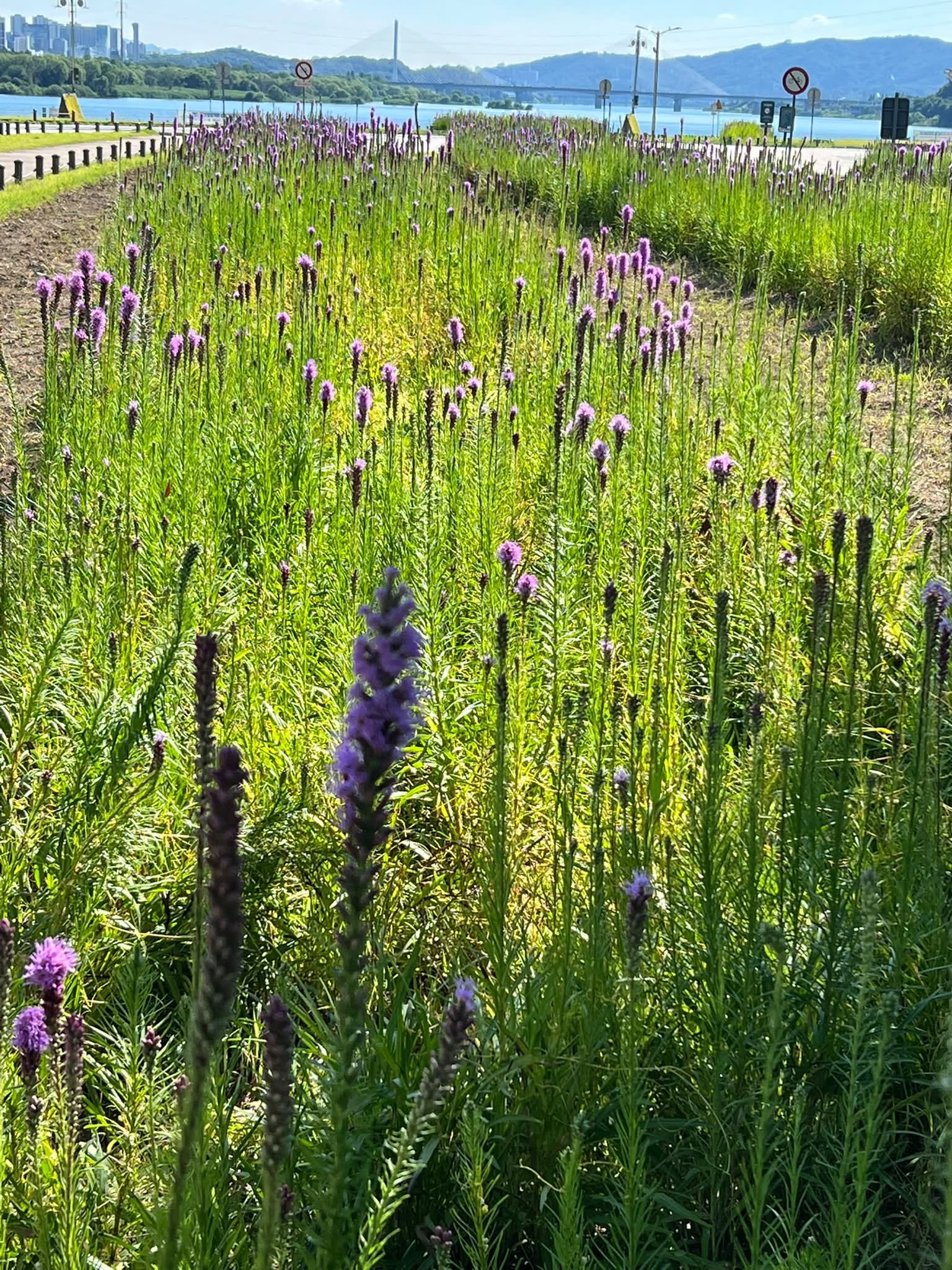 May be an image of French lavender