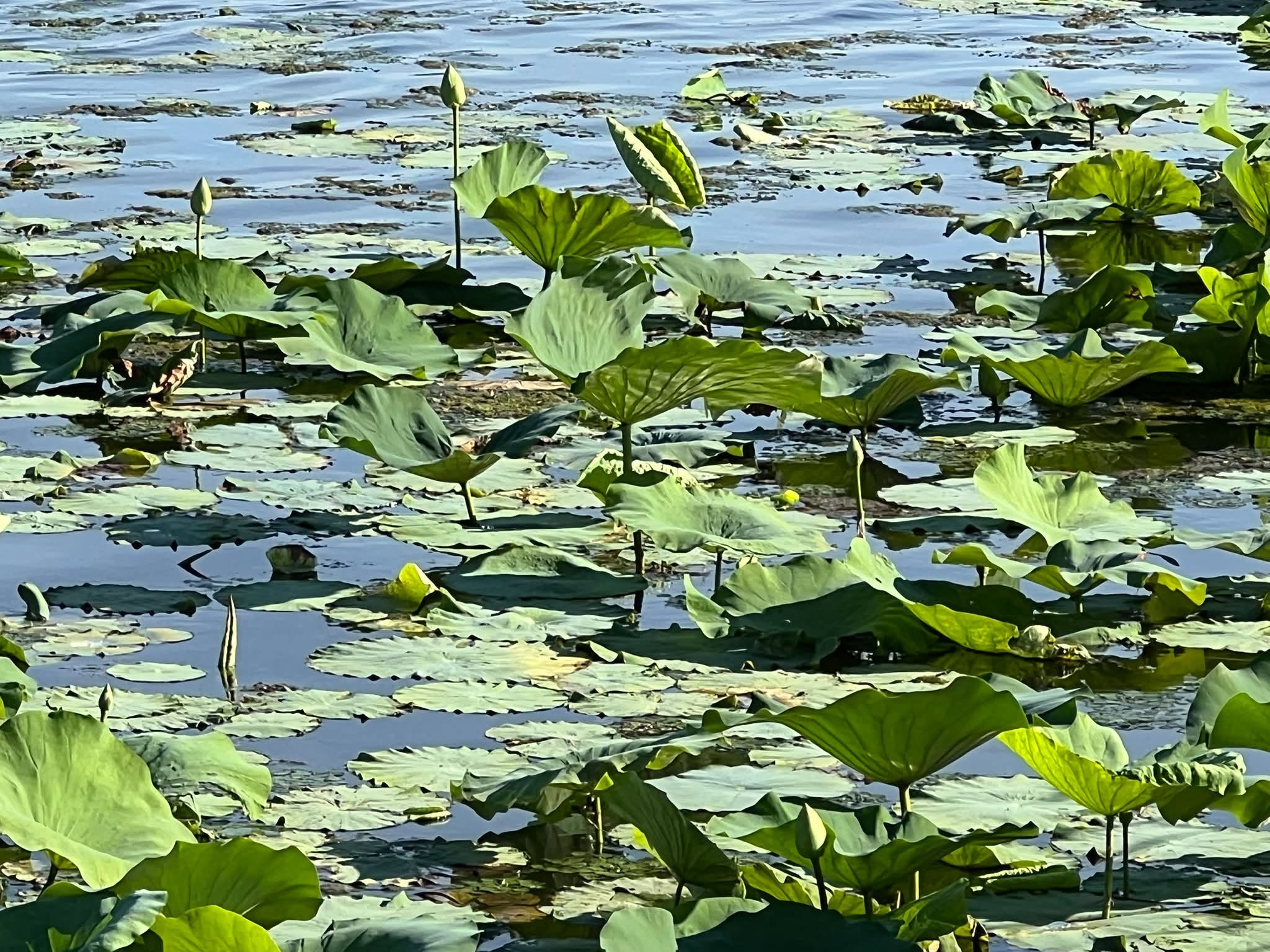 May be an image of American purple gallinule