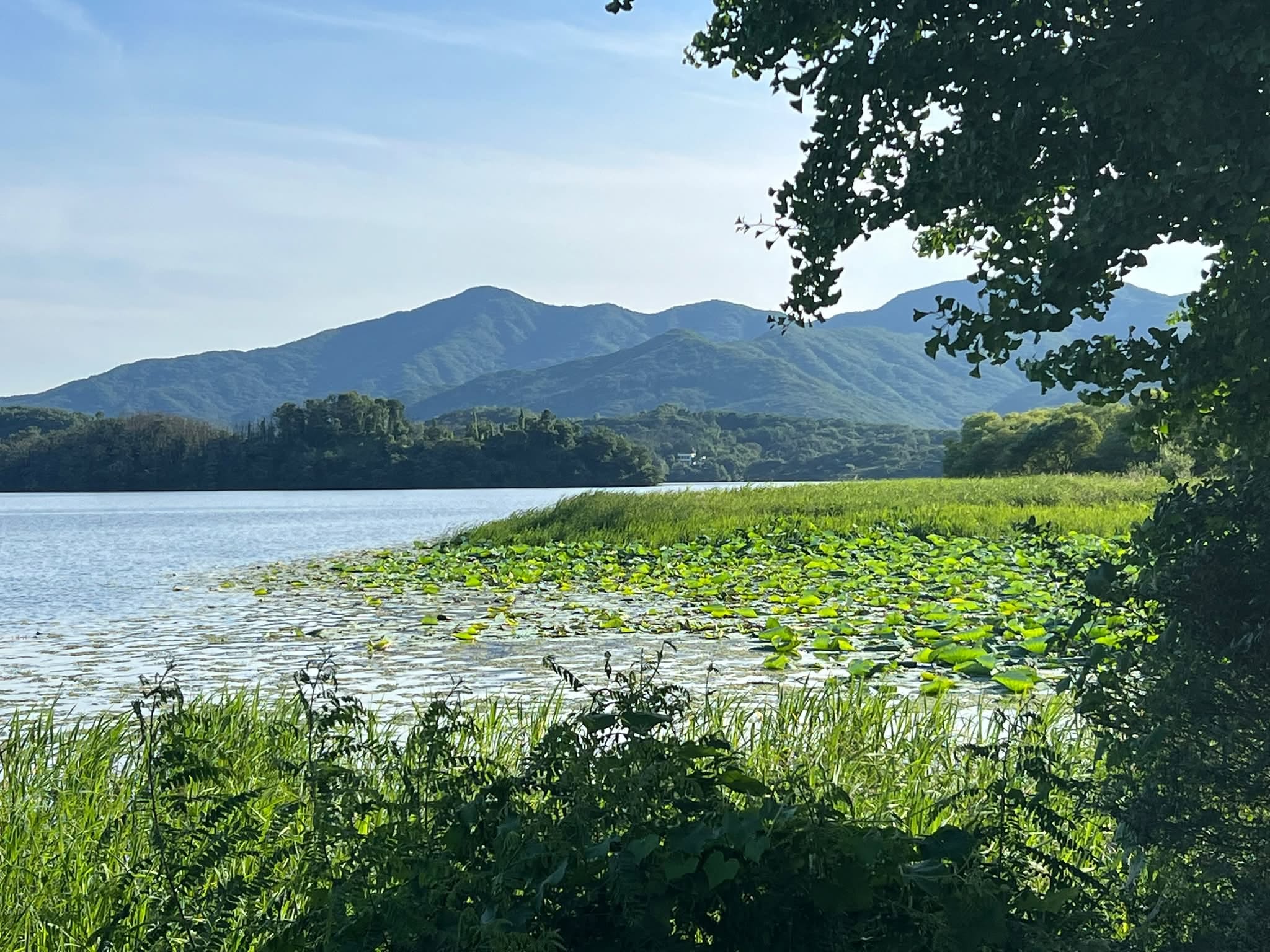 May be an image of water hyacinth and lake
