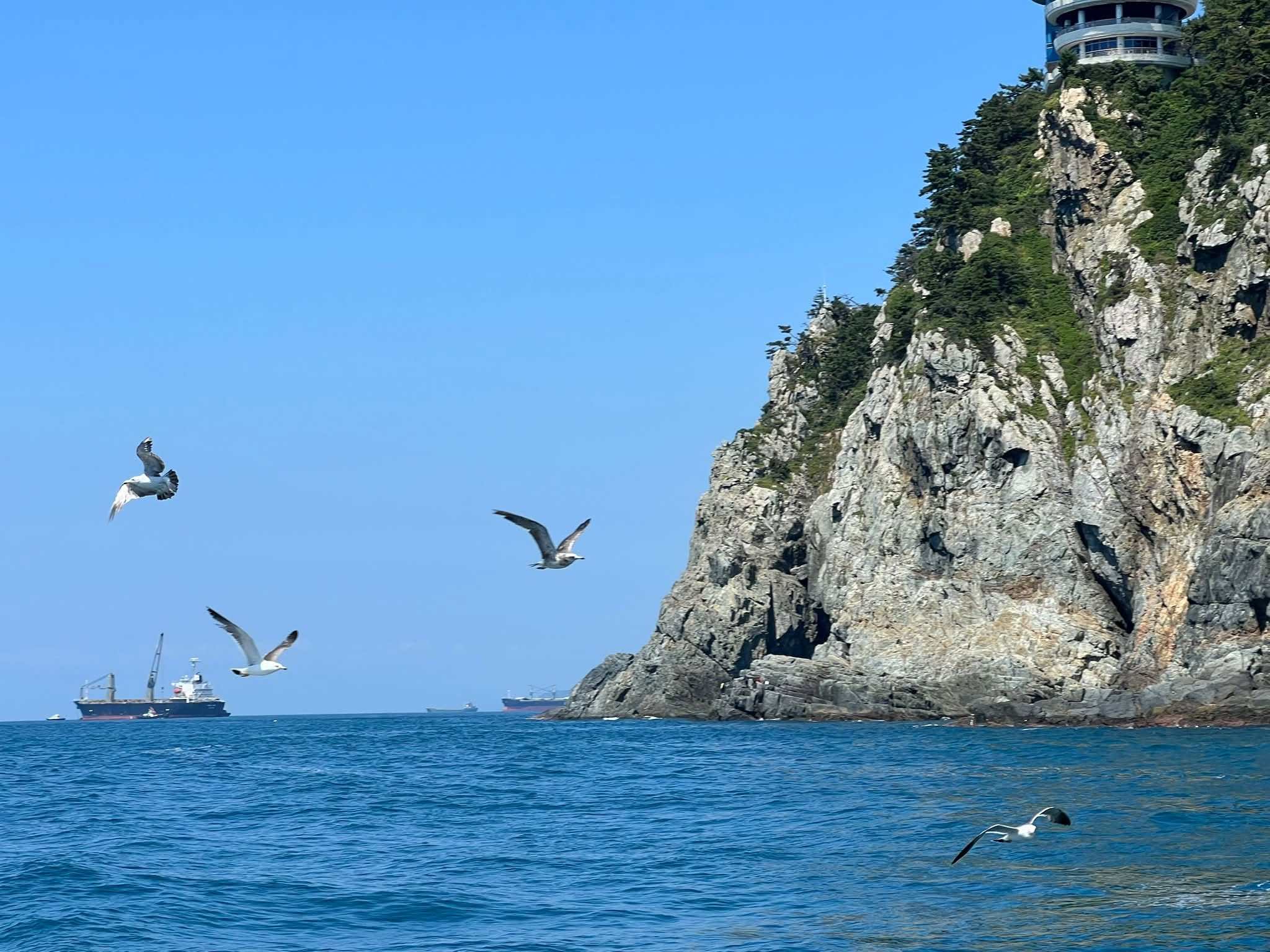 May be an image of sea bird