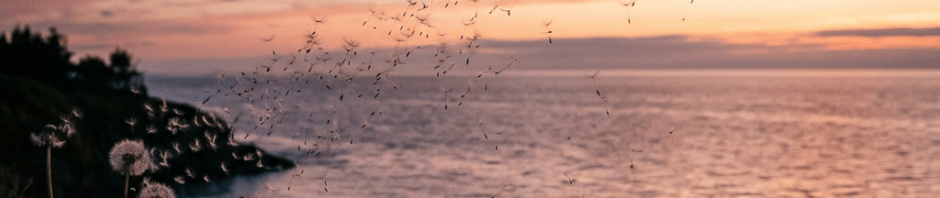 Dandelion seeds drifting in the air near a coastline at sunset
